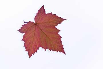 Naklejka na ściany i meble Colorful Autumn Leaf