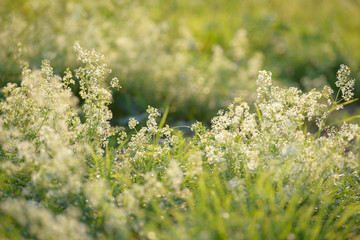 Bright fresh spring grass close up in the forest with sunlight bokeh background. Grass field. Colorful herb growing in the meadow. White flowers.