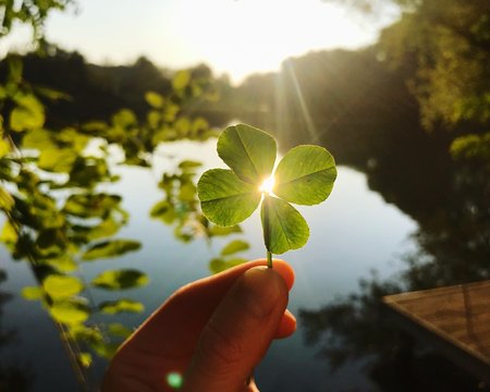 Quadrifoglio magico nella mano