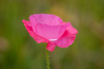 Obraz premium Poppy Pink Petals