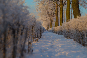 Trees  under the snow