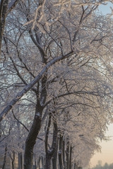 Trees  under the snow