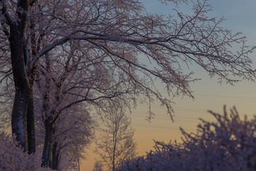 Winter trees in sunset  under the snow