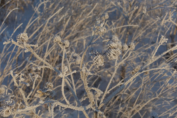  grass under the snow