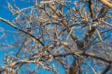 Winter trees  under the snow