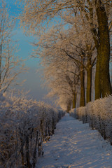Trees  under the snow