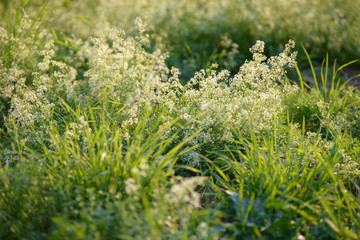 Bright fresh spring grass close up in the forest with sunlight bokeh background. Grass field. Colorful herb growing in the meadow. White flowers.