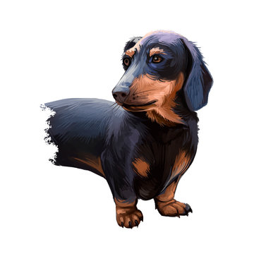 Dachshund, Weenie Dog, Teckel, badger dog digital art illustration isolated on white background. German origin scenthound dog. Cute pet hand drawn portrait. Graphic clip art design for web, print.