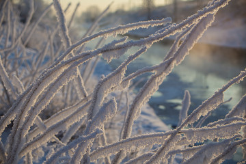 Winter trees  under the snow