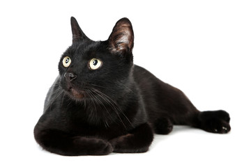 Black cat isolated on white background