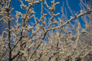 Winter trees  under the snow