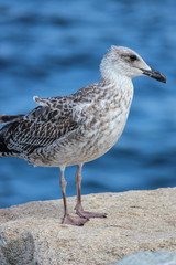 European herring gull chick (Silbermöwe, Larus argentatus)