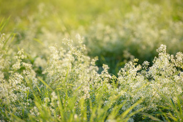 Obraz premium Bright fresh spring grass close up in the forest with sunlight bokeh background. Grass field. Colorful herb growing in the meadow. White flowers.