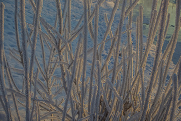 Grass under the snow