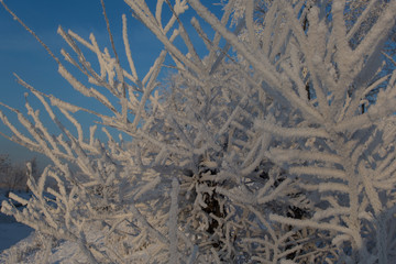Winter trees under the snow