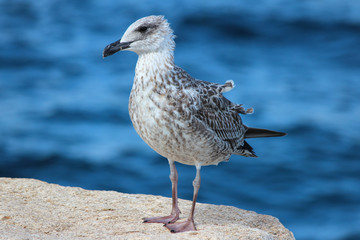 European herring gull chick (Silbermöwe, Larus argentatus)