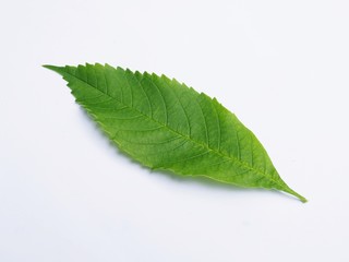 Fresh green leaves from trees in nature help environment to beautiful. Isolated on white background.