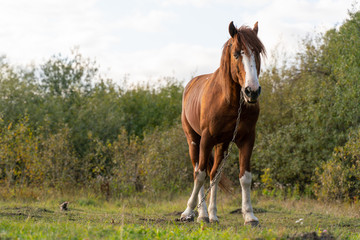 A tethered horse stands in a clearing