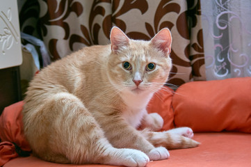 Fototapeta na wymiar A ginger cat sits on an orange sofa and stares.