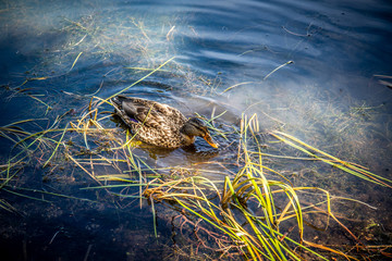 Colorado Duck
