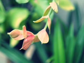 Fresh green background of plants, trees, flowers and leaves in garden.