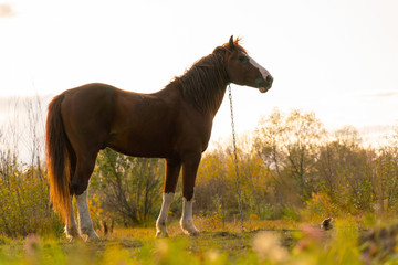 chained horse stands in a clearing