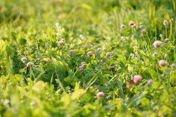 Clover Flowers in the field background. Blooming medicinal wild herb. Group of clover inflorescence in the meadow.