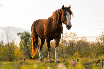 A horse stands in a clearing, chained to the ground