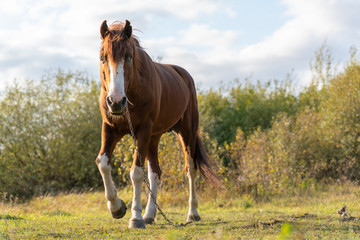 A horse with sick eyes grazes in a clearing, chained