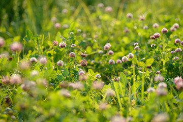 Clover Flowers in the field background. Blooming medicinal wild herb. Group of clover inflorescence in the meadow.