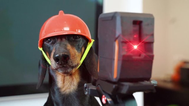 dachshund dog wearing an orange construction helmet with Laser level measuring tool in construction site. Displaying perpendicular lines.