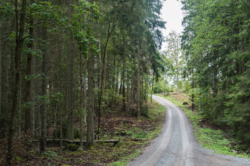 Fototapeta na wymiar Winding gravel road in a coniferous forest