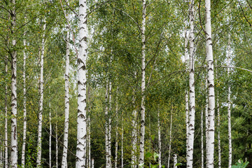 Forest with white birch tree trunks