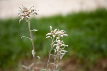 Edelweiss flower on the top of the Carpathian mountains, Ukraine, mountain flower, edelweiss