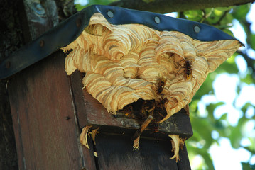 Hornissen im Vogelhaus