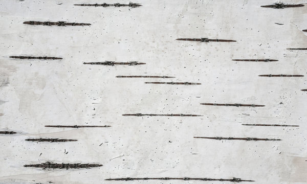 Gray background with horizontal stripes based on the texture of the birch bark