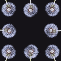 Pattern, closeup of dandelions on a black background.