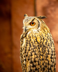 A Japanese Owl in the city 
