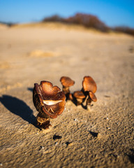 Mushrooms in the sand dunes I