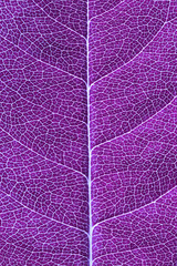 Purple leaf close up. Visible innervation of the plant. Abstract background.