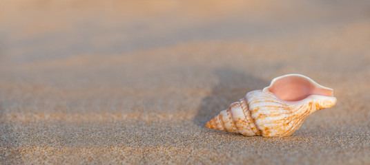 Panoramic view, shell on sand.