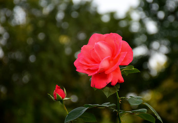 Hamilton, Canada. A wonderful country that is open arms for all. It has beautiful parks and breathtaking scenery.