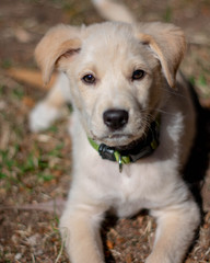 Perro mirada centrada