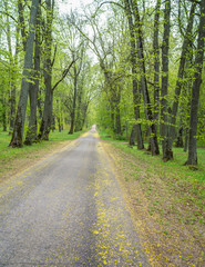 a lonely country road, large maple trees on both sides, spring with light green landscape, flourishing leaves and yellow pollen
