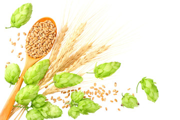 Green hops with wooden spoon, wheat and ears of barley isolated on a white background. top view