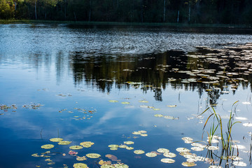 reflection of trees in water