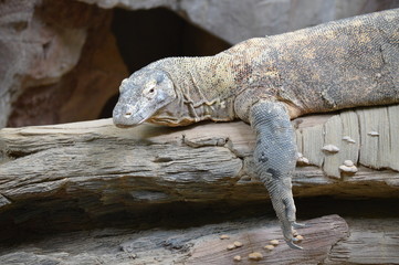 Komodo dragon laying on a log