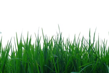 Asia rice leaves on white isolated background for green foliage backdrop