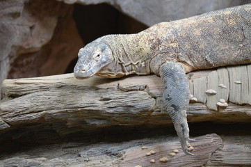 Komodo dragon laying on a log