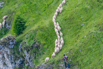 Herd of sheep follow the path under the sight of shepard